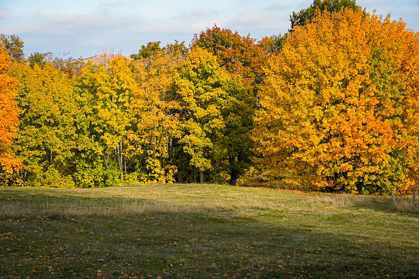 istock Golden autumn trees with vibrant foliage 2241556242