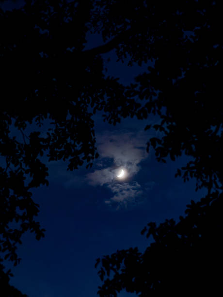 istock Crescent Moon Through Tree Branches Silhouettes Against Blue Night Sky with Clouds - Mystical Evening Scene. 2241557040