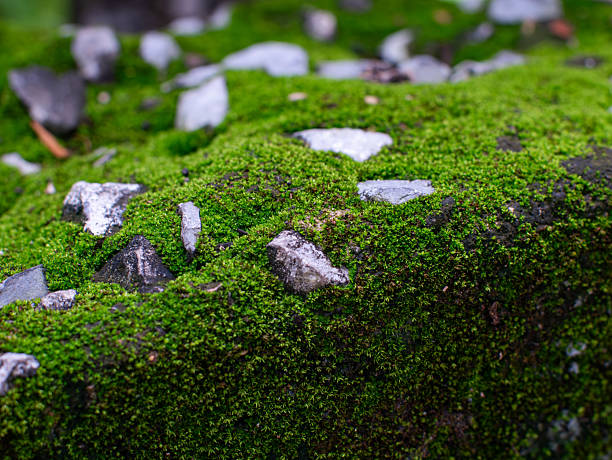 Vibrant Green Moss Growing on Weathered Surface Close-Up - Natural Texture Macro with Shallow Depth of Field