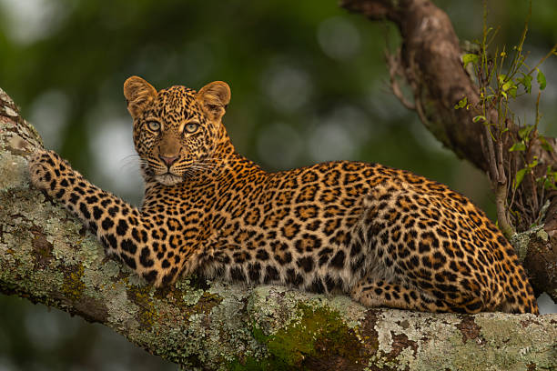 istock Leopard lies on branch looking for prey 2241557428