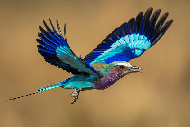 istock Lilac-breasted roller flies lifting wings in sunshine 2241557552