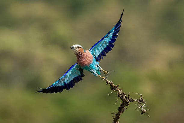 istock Lilac-breasted roller takes off from thorny branch 2241557601