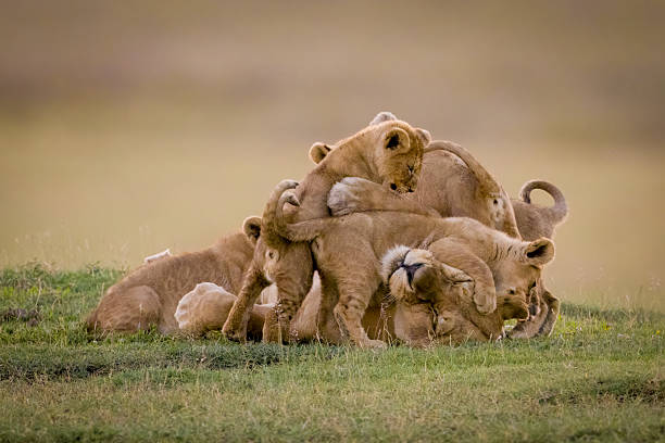 istock Lioness lies covered in cubs on savannah 2241557621