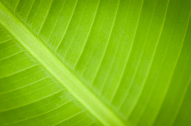 The brilliant lime-green surface of a banana leaf, with its delicate vein pattern, serves as an ideal backdrop that evokes a sense of nature, wellness, and vitality.