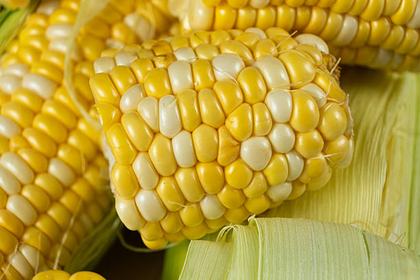 istock Raw fresh corn cobs with vibrant yellow kernels close-up 2241558365