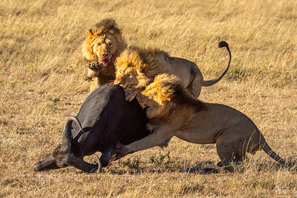 istock Three male lions take down Cape buffalo 2241558397