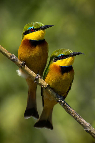 istock Two little bee-eaters with catchlights on branch 2241558493