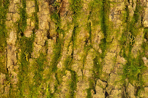 Close-Up Texture of Rough Tree Bark in Natural Brown Tones.