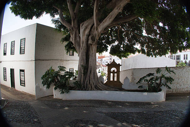 istock Ancient Tree in a Historic Spanish Village - A massive, ancient tree with a gnarled trunk stands in the cobblestone square of a picturesque village with traditional whitewashed houses. 2241559598