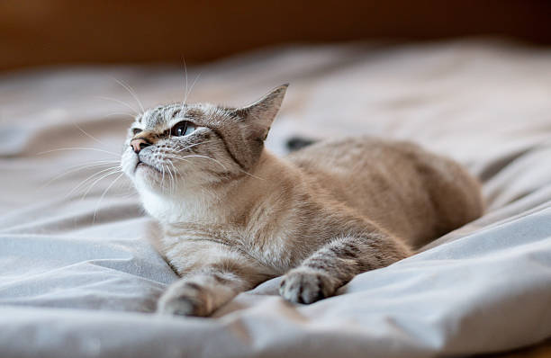 istock A cute cat staring at you with curiosity 2241560133