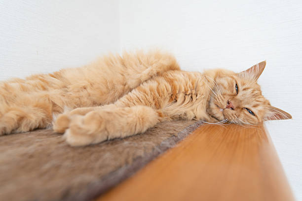 Portrait of pets and their humans - Portrait of a mixed breed cat