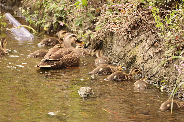 istock Eastern spot-billed duck (Anas zonorhyncha)  in Japan 2241560336