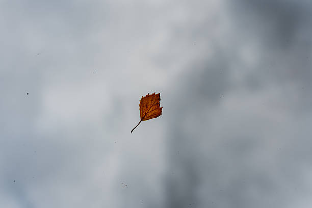 A lone orange leaf suspended in the air against a grey sky creates a simple yet striking autumn image. The photo evokes feelings of calm and reflection, celebrating the beauty of seasonal change.