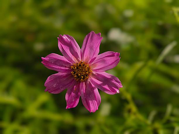 A beautiful pink cosmos flower in drops of water after an autumn rain