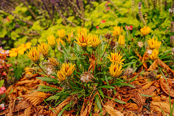 A cluster of yellow flowers rises above a layer of dry autumn leaves. This vibrant composition showcases the coexistence of blooming life and fading foliage in the fall season.