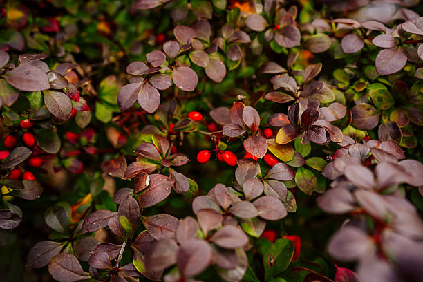 Bright red berries peek through dark purple foliage in a striking autumn close-up. This rich, colorful composition highlights the beauty of seasonal plants and fruits in fall.