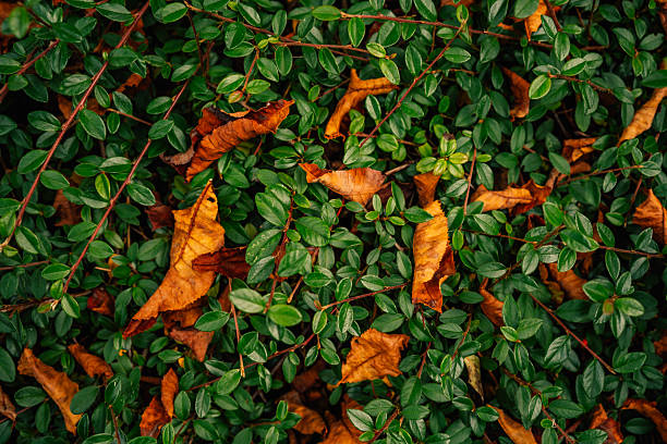 Bright green foliage contrasts beautifully with scattered brown and orange leaves, illustrating the seasonal change. This image highlights the blend of life and decay that defines the autumn landscape.