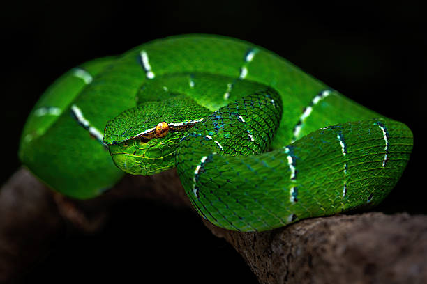 istock Sulawesi keeled green pit viper 2241566402
