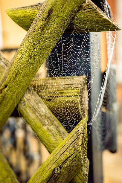 A delicate spider web decorated with morning dew glistens on an old mossy wooden fence. This macro shot captures the intricate details and fragile beauty of nature in the autumn season.