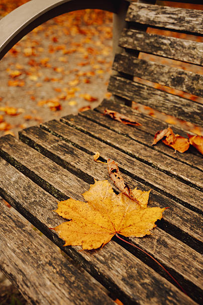 A bright yellow maple leaf rests on an aged wooden bench surrounded by fallen leaves. The warm tones and natural textures capture the peaceful mood and nostalgic charm of the autumn season.