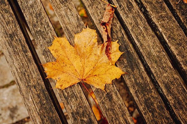 A dry yellow maple leaf sits on rough, weathered wood, creating a rustic autumn composition. The textures and colors highlight the natural beauty and simplicity of the season.