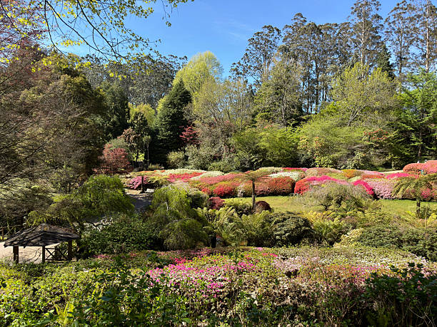 istock Colourful rhodendron gardens at morning light 2241569061