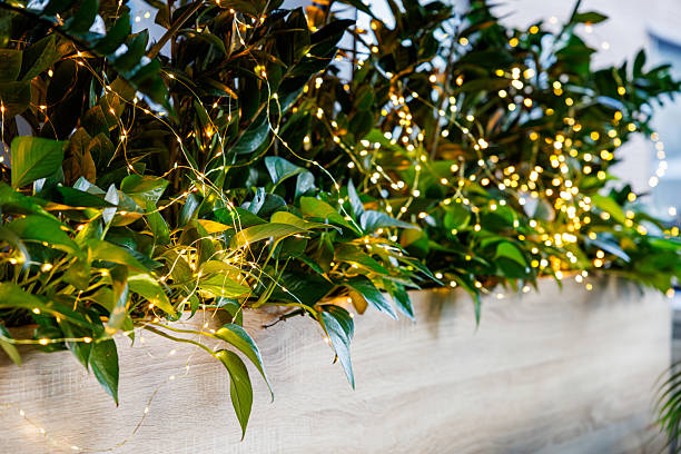 Cozy office ambiance created by greenery and twinkling lights in a modern workspace