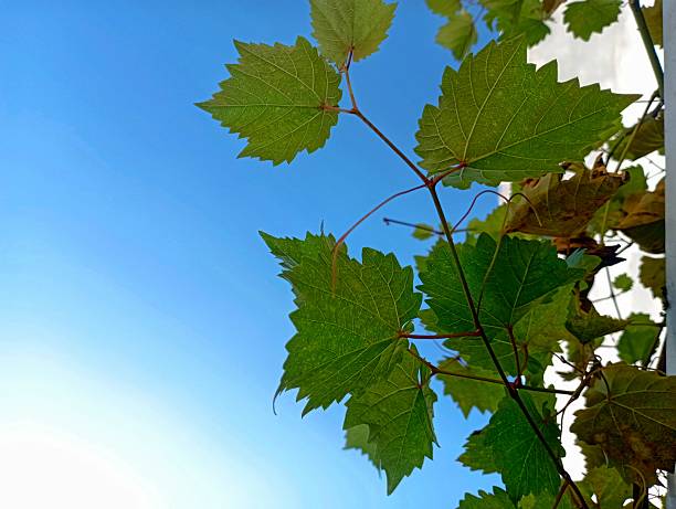 istock Greeny grape leaves on the blue sky 2241569869