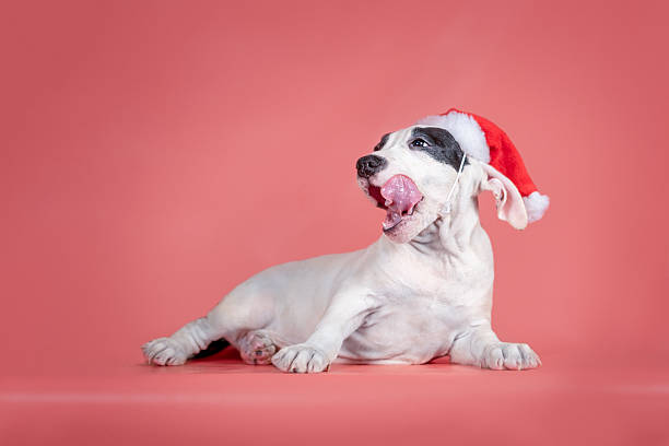 A fluffy white puppy naps peacefully on a wooden floor, wearing a cozy Santa hat with a jingle bell at the tip. The warm lighting and festive attire capture a heartwarming, tranquil moment, evoking the spirit of the holiday season.