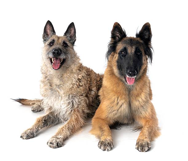 istock young tervueren and laekenois in studio 2241570352