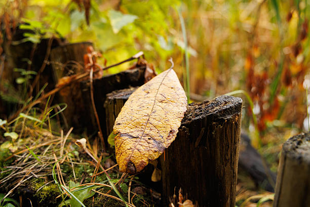 Sunlight filters through vibrant autumn foliage as a golden leaf rests on a rustic log near the quiet water.