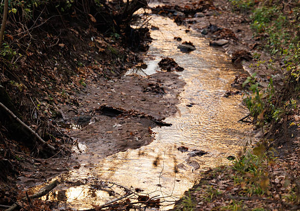 A quiet stream meanders through a forested area during golden hour in autumn, reflecting warm hues on the water