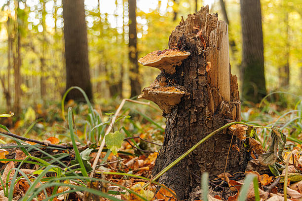 Amidst the golden hues of autumn, a mossy tree stump showcases unique fungus, surrounded by fallen leaves and greenery.