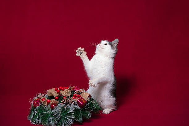 istock A gray-white kitten playing standing on its hind legs with its front paws spread out next to a Christmas decoration on a burgundy background 2241571650
