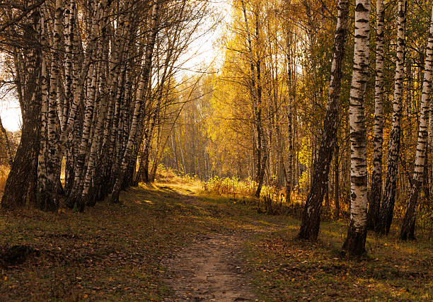 Golden sunlight filters through birch trees along a serene pathway during a peaceful autumn afternoon.