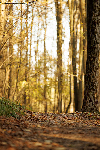 A serene forest path invites wanderers to explore vibrant autumn leaves and golden sunlight streaming through trees.