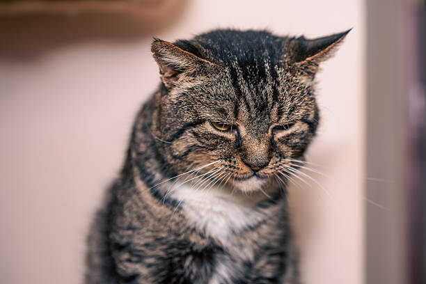 istock Angry and sad tabby-colored cat close-up 2241572430