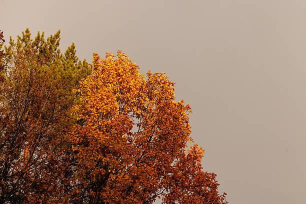 Golden autumn foliage beautifully illuminated by sunlight creates a tranquil atmosphere in a forest during afternoon.