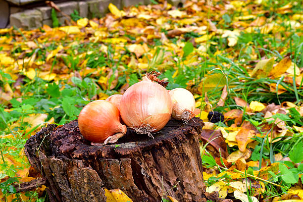Onions collected in the garden in autumn lie on a tree stump.