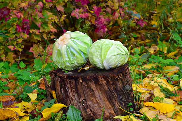 Heads of cabbage cut down in the garden in the fall lie on a tree stump.