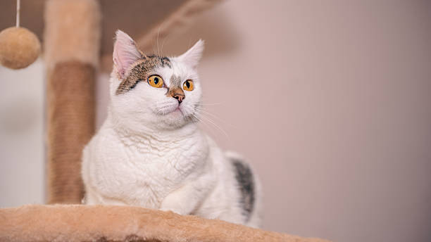 istock Charming cat exploring a cozy shelter environment with playful curiosity 2241574786