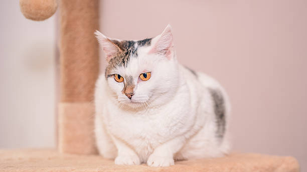 istock Charming cat exploring a cozy shelter environment with playful curiosity 2241574799