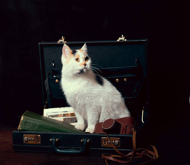 istock Mongrel cat explores an old suitcase filled with treasures of the past 2241575372