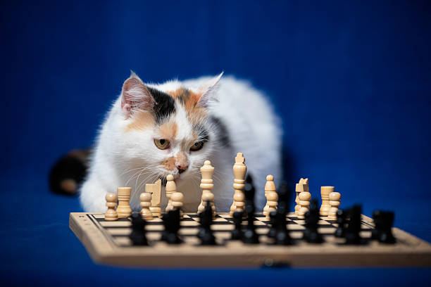 istock Calico cat curiously observing a chess game on a blue background during a quiet indoor afternoon 2241576106