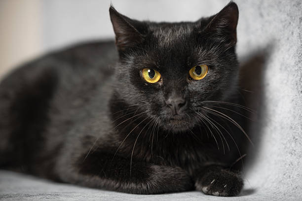 istock Playful black cat resting indoors with striking yellow eyes in a cozy setting 2241577103