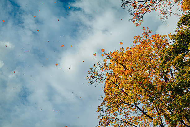 istock Yellow-orange autumn leaves fall from tall trees into a partly cloudy blue sky, capturing a peaceful seasonal moment in nature with ample copy space 2241577161