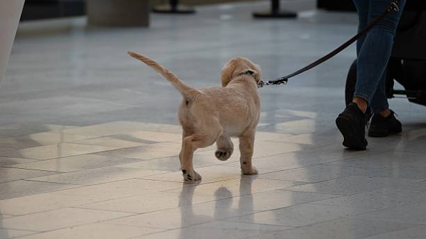 istock Cute puppy walking on leash indoors with owner 2241577405