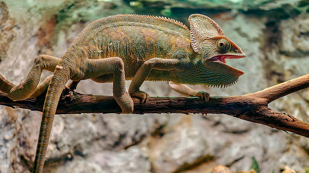 istock colorful chameleon on a branch in the dark at night 2241578040