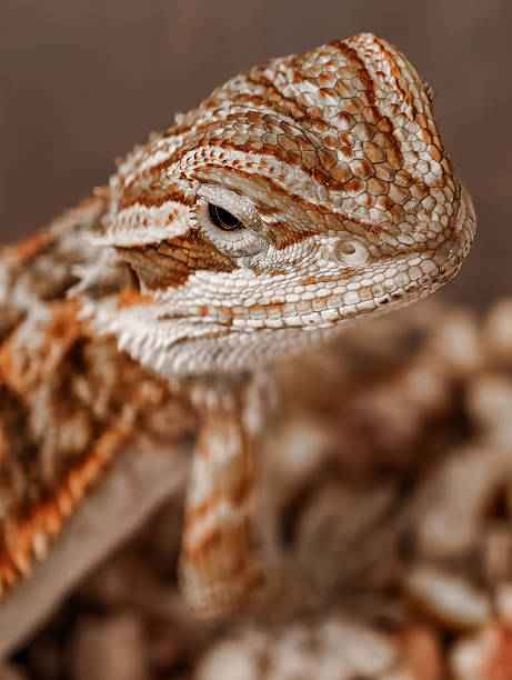 istock portrait of a lizard in close up 2241578521