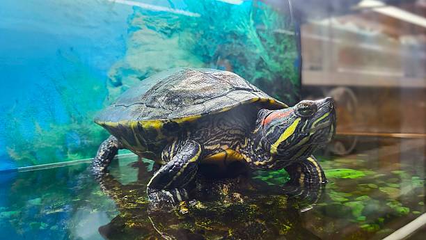 istock Red-Eared Slider Turtle Close-up in an Aquarium 2241579190